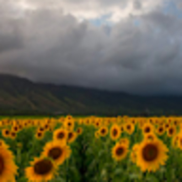 Meet your Posher, Tatum - Picture 1 of 1